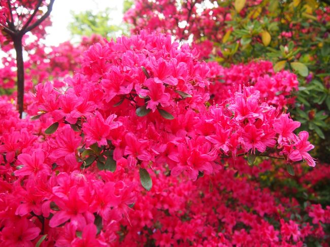 館林つつじまつりのは何度か行ってて、それと桜の時にもアップしたギネス記録の鯉のぼりも見てるのですが、、<br /><br />つつじの見頃の時期に、旦那が前の日にテレビで見た鯉のぼりを見に行こうと館林にまた出かけてきました。<br /><br />有料のつつじが丘公園には行かずに鶴生田川沿いの方だけ観ました。<br /><br /><br /><br />桜の時期の様子はこちら↓↓<br />http://4travel.jp/travelogue/11009267<br /><br />