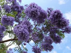 ハワイ島の[Jacaranda]