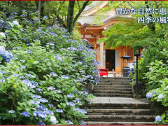 紫陽花祭り　-　２　　　　IN　高幡不動尊）