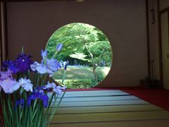 鎌倉　明月院の紫陽花と花菖蒲