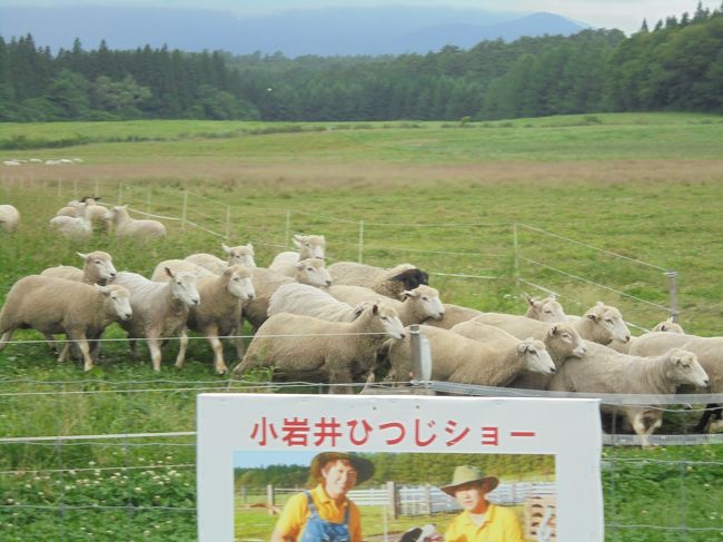 「小岩井農場」は「岩手県岩手郡雫石町」にある「１８９１年（明治２４年）」に創業した「９００万坪（東京ドーム約６４０個分）」の広大な面積をほこる「日本最大の民間が経営する総合農場」です。<br /><br />「名前の由来」は「共同創始者」である「小野義眞（日本鉄道会社副社長）」「岩崎彌之助（三菱社社長）」「井上勝（鉄道庁長官）」の「三名の頭文字」を採って「小岩井」と名付けられました。<br /><br />現在は「小岩井農牧株式会社」として「酪農・山林・観光」等を行っており、主に「まきば園」「上丸牛舎」「乳業工場」が見学できます。<br /><br />「犬を使った羊飼いのテクニック」が見られる「ひつじショー」は「①１１：００～」と「②１４：００～」の「１日２回」行われています。<br /><br />