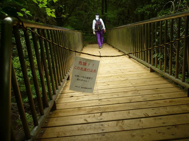 　梅雨入りしたけど午前中はもちそうなので、懲りずに原チャで山登り。<br /><br />　行きはよいよい、帰りは恐い。<br /><br />　アイスロードは道が崩壊で危険なため通行止めになっていた。<br /><br />　六甲山は去年の台風のおかげであちこち通行止めである。<br /><br />　しかし原チャリを六甲ケーブル駅に駐めたので、このルートを通らないと帰れないのだ。<br /><br />　六甲山上交番でおまわりさんに相談すると「森林管理局がダメと言ってる以上、本官も行っていいとは言えません」という答えだったが、しばらく話し込んでいるとドラゴンの人品骨柄卑しからざる様子が伝わったのか、「あなたなら行っても大丈夫と思いますよ」とお墨付きをもらった。<br /><br />　決して長時間ごねて「うん」と言わせたわけではない、と思う、多分。<br /><br />　「事故があっても責任は取れませんよ」と釘を刺されたが、普通のハイキングコースで遭難しても責任は取ってくれそうもないので意味ないかも。