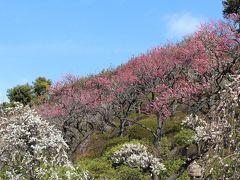 池上梅園で観梅