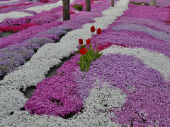 北海道花巡りドライブの旅・その２（サラキ岬・大沼公園等）