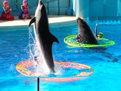 久々の江の島、水族館とシーキャンドルへ