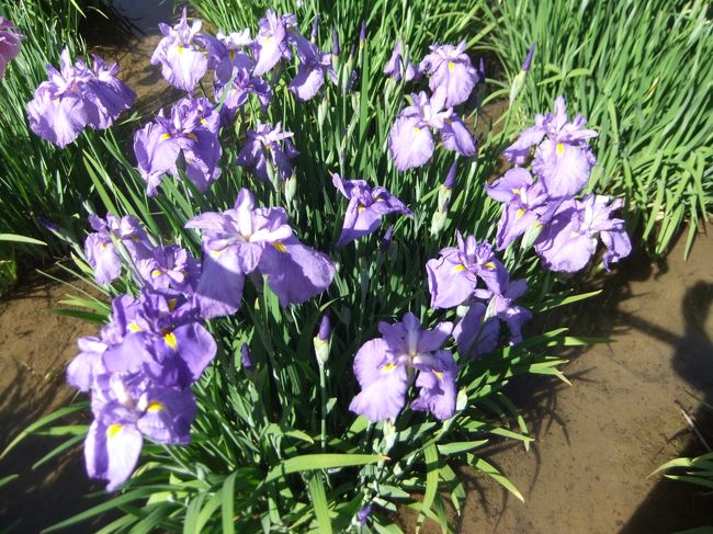 皇居東御苑(原則・・月金曜日が休園日)を花菖蒲を見る為に訪れました、期待にたがわず綺麗に咲いていました<br />二の丸庭園に咲いておりますよ、土・日はかなり込み合うということでした、<br />