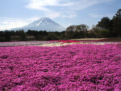 リベンジ！今年こそ見頃の富士芝桜まつりへ（その1、一面の芝桜と富士山）