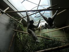 チューリッヒ動物園に行ってきました　【前編】 【スイス情報.com】 
