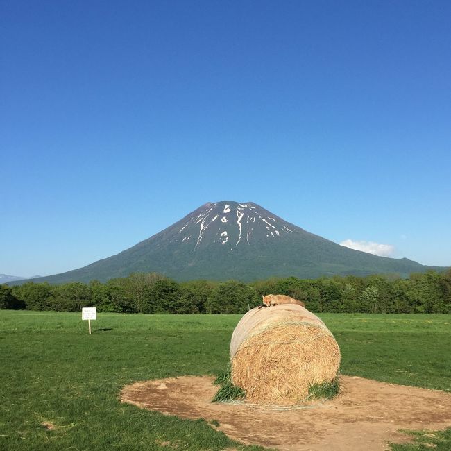 ジェットスターで２泊で洞爺湖、ニセコ、小樽方面を回ってきました。<br /><br /><br />初日は午後便ですすきので夕飯のみ。<br /><br /><br />２日目の日曜日は朝は雨だったものの<br />途中から絶好のドライブ日和の中、充実した１日に。<br /><br /><br />３日目は小樽を回ってきました。<br /><br /><br />雪まつり、ラベンダーと紅葉の時期に北海道へ来たことがありますが<br />初めてのこのシーズンは新緑、晴天と地元の札幌旅ガールズ達のおかげで<br />充実した旅行になりました。