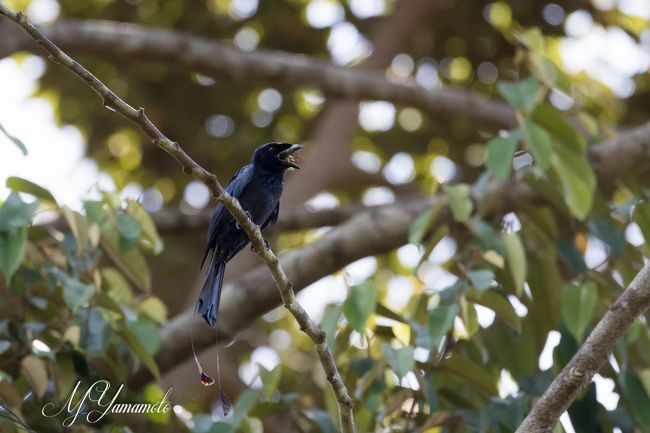 GWにボルネオに探鳥で行ってきました。<br />今回の目的は、ヤイロチョウ2種（Blue Banded Pitta、Bornean Banded Pitta)と多分日本人初撮影となる鳥3種<br />を含むボルネオ固有種を撮影するもの。<br />旅の旅程としては、5/1 Kota Kinabalu着（泊）<br />Kota Kinabalu - Klias (2.5H) - Paya Maga 、Paya　Maga山小屋3泊（第１サイト→第2サイト→第1サイト）<br />Maya　Maga→Bakalalan（泊）、Bakalalan - Lawas - Keningau (泊)、Keningau - Mt.Kinabalu（2泊）<br />Mt.Kinabalu - Kota Kinabalu 5/9発→5/10帰国<br /><br />本編はコタキナバルからPaya　Magaの第1キャンプサイトの山小屋まで<br />その日のターゲットは、カギハギハシヒヨドリ。ゲットできましたが極めて<br />地味な鳥でした。