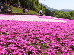 一面ピンク！満開の芝桜　埼玉・羊山公園2015