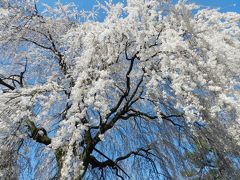 2015早咲き桜だより◆再訪！『本満寺』の枝垂れ桜はやっぱり素晴らしかった～♪