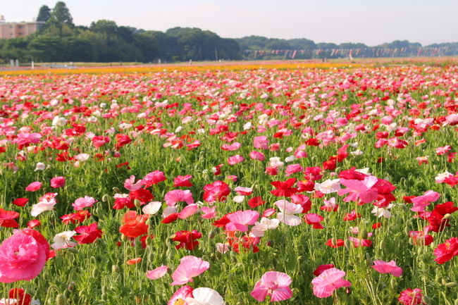 色とりどりのポピーが、広大な地で満開！<br />見ごたえあります。<br />荒川の不法投棄防止目的で植えられています。