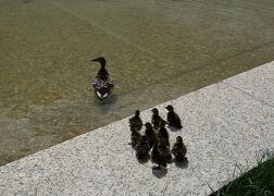 【予告編】出張のついでに(110) ワシントンDCでカルガモ親子の移動に遭遇！