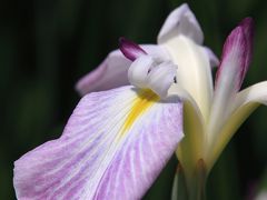 山田池公園の花菖蒲を見てから、成田山と瓢箪山稲荷神社へお参り