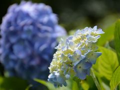 県立観音崎公園へ紫陽花を求めて散策（海沿い）
