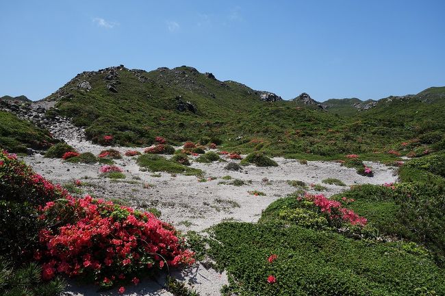 神津島　天上山トレッキング（花の百名山オオシマツツジ）