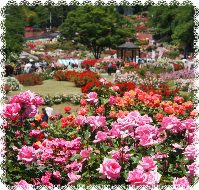 2013年に、iroenpituさんに車で連れて行ってもらった東沢バラ公園。<br /><br />昨年のこの時期には、連れ合いが検査入院し、私もひとり旅をしたり・・・とお花を愛でる時間がなかった。<br /><br />今年は・・・連れ合いと一緒に・・・と思い、ちょうど満開になっている・・・快晴の週末に、出かけてみることにした。<br /><br />7haの園内の約2万株の薔薇は・・・まさに、ほぼ勢揃いで咲き誇り・・・さまざまな種類・・・色とりどりが入り乱れ・・・すばらしい香りに酔ってしまいそう・・・。<br /><br />2013年の東沢バラ公園の旅行記<br />http://4travel.jp/travelogue/10784139<br /><br />東沢バラ公園<br />http://www.city.murayama.lg.jp/kanko/rose/baramatsuri.html<br /><br />バラまつり2015<br />7月5日まで