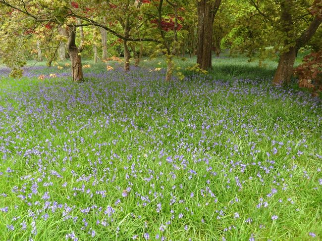 イギリスの旅（５）・・ウェールズの名園ボドナント・ガーデンに、ブルーベルの群落を訪ねて