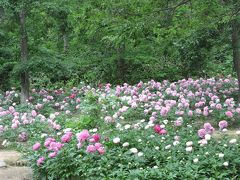 諏訪神社の芍薬を見に。