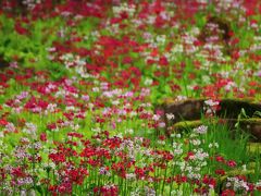 岐阜　高山の九輪草と白川郷