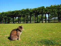 多々良沼公園散策 と ねこ…など。。。