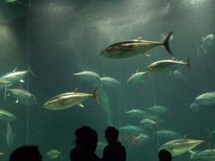 2012年8月11日：葛西臨海水族園バックヤードツアーとダイヤと花の大観覧車