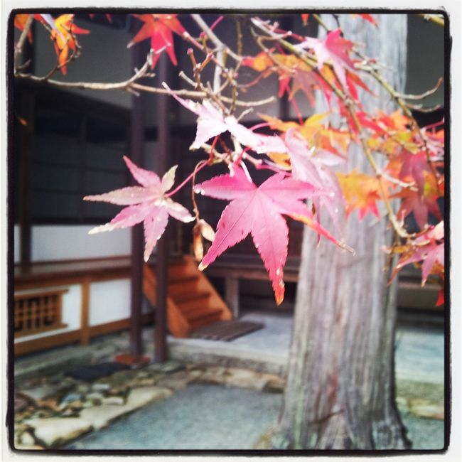 友人夫妻と紅葉狩りへ<br /><br />*三原名物のたこ頂く(なぜかラーメン屋で)<br />*ジェラート食べに行く<br />*夢吊橋<br /><br /><br />なりゆきドライブ旅だったけど、<br />楽しめました!<br /><br />