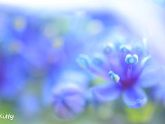 今年も紫陽花と未央柳！☆☆水玉溢れる6月の多摩川台公園☆☆