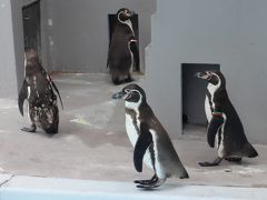 小椋佳コンサートから横浜野毛山動物園、大英博物館展