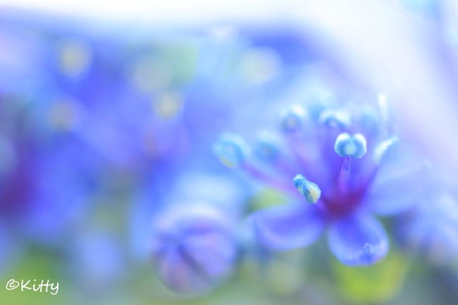 6月紫陽花の季節になったので、梅雨時の多摩川台公園へ。<br />今年でもう3回目ともあって、毎年恒例となりつつあるかも!?<br />雨の日の撮影は大変だけれど、やっぱり雨が似合う紫陽花が撮りたい♪<br />そして去年撮って気に入った未央柳（ビヨウヤナギ）と雫も撮りたい♪<br /><br />ちょうど雨上がりとなった休日の午前中に行ってみると、すでにけっこうな人でちょっとびっくり〜。<br />この公園はやっぱり紫陽花が綺麗なので、年々訪れる人も増えてる気がする。<br />6月は多摩川台公園の旅行記のアクセスが多いので、自分の旅行記を見て来てくれてる人がいたらちょっと嬉しい☆<br /><br />そして来年は新しい公園も開拓してみようかな♪<br /><br />☆多摩川台公園の紫陽花 in 2014↓<br />http://4travel.jp/travelogue/10896433<br /><br />☆多摩川台公園の紫陽花 in 2013↓<br />http://4travel.jp/travelogue/10785309%03%03%03<br /><br />