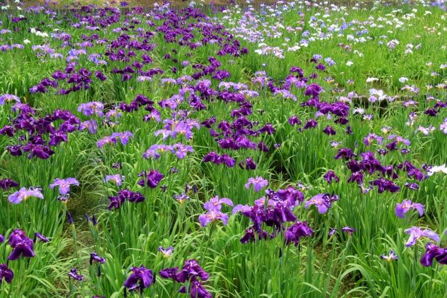 堀切菖蒲園と水元公園の花菖蒲が見頃になったので行ってきました。ＨＰでは７〜８分咲きとありましたが、１番花が萎れ２番花が咲いている状態でした。今年は５月に暑い日が続いた影響か花の咲く時期が早いようです。見頃は今週いっぱいの様です。<br />＜行程＞<br />京成上野駅→京成本線→堀切菖蒲園駅→徒歩→堀切菖蒲園→徒歩→堀切水辺公園→徒歩→四ツ木駅→京成押上線・本線→京成高砂駅→京成金町線→京成金町駅→徒歩→南蔵院→徒歩→水元公園<br />表紙は水元公園・花菖蒲園