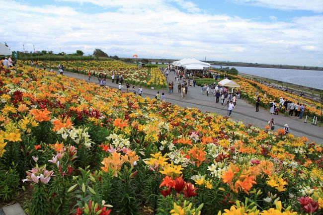 大阪舞洲ゆり園<br /><br />大阪湾に花開く百合園<br />色とりどりの百合の花<br /><br />埋め立て地の舞洲。<br />その広大な敷地におよそ２５０万輪が花開き、まさに見頃。<br /><br />潮風に流されてか百合の香は感じられはしませんでしたが、リフレッシュできました。