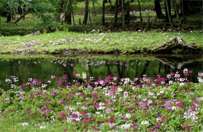 奥日光のんびりハイキング クリンソウ満開の花景色