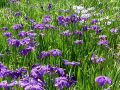 あずま水生植物公園の花しょうぶ_2015_群馬県伊勢崎市