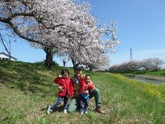 島田、大津谷川岸辺で花見ランチを満喫