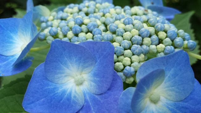 関東も梅雨入りをし、紫陽花のシーズンになりました<br /><br />仕事は休み、天気も良い（＾＾）　さぁ！　出かけよう<br /><br />錦糸町から総武線快速に乗ったのに、横須賀線内で信号機のトラブル発生<br />東京駅で乗ってきた電車は千葉に引き返す事になってしまった。。。<br />総武線快速は東京駅の地下〜にあるので、乗り換えるのはとってもめんどい<br />なおかつ、通勤時間帯なので必死に歩くフゥ〜<br />東海道線に乗り換えたら、運よく座れたので、一気に藤沢まで行くことにしました<br />海も見たいし、江ノ電散策もしちゃいましょう！！<br /><br />藤沢から長谷寺、極楽寺、江ノ島、鎌倉、建長寺、明月院、東慶寺、北鎌倉と<br />楽しい一日になりました（＾＾）<br /><br />しかし、紫陽花目当ての観光客以上に、遠足の小学生<br />修学旅行の中高生、円安で羽振の良い海外からの観光客の多いこと。。。<br /><br />道路は渋滞、歩道はすれ違いがやっと。。。<br /><br />でも、やっぱりお花は癒されます<br /><br />