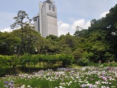 花しょうぶ祭り　　　　IN　　小石川後楽園