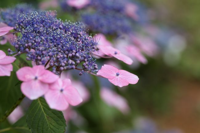 旅するイルカ 和歌山県 岩出市 緑花センター 紫陽花撮影へ 岩出 紀の川 和歌山県 の旅行記 ブログ By イルカさん フォートラベル 旅するイルカ 和歌山県 岩出市 緑花センター 紫陽花撮影へ 岩出 紀の川 和歌山県 の旅行記 ブログ By イルカさん フォートラベル