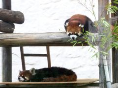 ２泊２日の関西遠征～レッサーパンダのキャラ・メル兄弟に会いたくて大阪・天王寺と京都・福知山へ（３）天王寺編レッサーパンダ特集：埼玉からお婿に行ったメルくんと７才年上の姉さん女房のシュウナちゃん早くも同居開始！