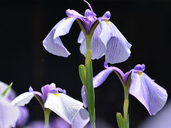 袋井・掛川へ 2015.06.06 =3.菖蒲を見に加茂荘花鳥園へ=