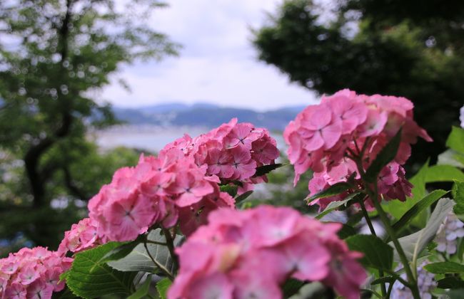鎌倉の我が家の周りには四季折々の風景を楽しませてくれる場所がたくさんあります。6月の風物詩、紫陽花の風景もそのひとつ。今年の花はどんな表情を見せてくれるでしょうか。<br />関東も梅雨入りしましたが、晴れた日を狙って有名処の紫陽花を見てきました。<br /><br />※ちなみに参道が紫陽花に埋め尽くされることで人気の成就院、今年株の植替えをしたそうで残念ながら花は見られません。3年間おあずけとのことです。<br /><br />ということで、今回は長谷寺～御霊神社～光則寺～鎌倉文学館～明月院を廻ってきました。