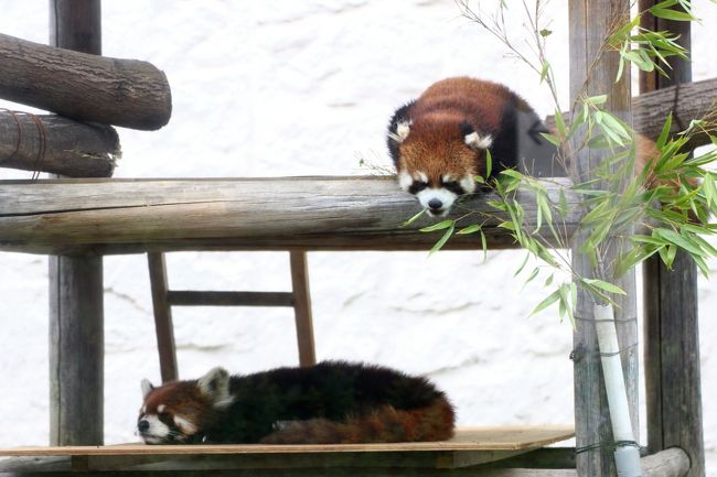 2013年の夏に、我が地元の埼玉こども動物自然公園で生まれた４頭のレッサーパンダの子供たちであるカフェ・ラテ・キャラ・メルは、ラテを残してみんな他園に旅立ってしまいました。<br />ラテとメルは残るかと思ったのですが、メルも、つい２ヶ月前の2015年４月に、天王寺動物園へ移動してしまいました。<br /><br />耳のケガのせいで埼玉こども動物自然公園でも長らく会えなかったメル。<br />半年ぶりに会えて、りりしく育った姿に驚いたと思ったら、あっという間にお別れ。<br /><br />このたびメルの天王寺動物園への移動が、関西遠征を計画した一番のきっかけとなりました。<br /><br />メルは天王寺動物園では５月31日にお披露目をすませていたので、きっと会えるだろうとは思っていましたが、すでにレッサーパンダの恋の季節は終わっているので、天王寺動物園にいるシュウナちゃんとは、別々の展示かと思っていました。<br />そして暑くなれば屋外展示は中しになるでしょうから、屋内で１頭ずつの展示か、あるいはヘタしたらどちらかしか会えない可能性もある、と覚悟しておきました。<br /><br />そうしたら、メルとシュウナちゃん、もう一緒に過ごしているではないですか、バンザーイ！<br /><br />シュウナちゃんは、見に行ったときは大半寝ていましたが、メルは埼玉こども動物自然公園でもそうだったように、12時近くまで延々とごはんを食べていました。<br />あるいは、食べられる葉や草を探していました。<br />でもその合間に、シュウナちゃんのことを気にかけている様子がよく見られました。<br /><br />本日、天王寺動物園では、レッサーパンダは午前と午後、２度会いに行きましたが、２度目には、北海道在住のレッサーパンダ・ファンさんに偶然、お会いできました。<br /><br />レッサーの収容時間は16時半なのですが、本日は飼育員さんが代番さんだったらしく、昼のリンゴタイムがなかった代わりに、16時40分頃までレッサーたちを見ていられました。<br />いつもよりちょっとバックヤードに戻れる時間が遅かったからか、シュウナちゃんが起きてきて、そわそわと活動する様子もバッチリ見られました。<br /><br />私が知る埼玉でのメルは、おとなしい性格で、同居レッサーに遠慮がちなところがある子です。<br />一方、シュウナちゃんは、気が強い子らしいです。メルより７才年上です。<br />年の功もあるのか、目力が強いです。<br />そんなカップルがうまくいくのかな、と心配になりましたが、レッサーパンダは男の子が紳士でおとなしい方がうまくいくケースもあるようです。<br /><br />考えてみれば、そういう事例をよそで聞いたことがありました。<br />日本平のシュウシュウとスミレちゃんとか、アドベンチャーワールドのシンシンくんとか。<br /><br />メルくん自身がシュウナちゃんのことをとっても気にしているようでしたから、この先、少しずつ距離を縮めてうまくやってきいけるのではないでしょうか。<br />そんな期待を抱きつつ、私だけでなくだれもが応援したくなるメルのけなげな姿をたくさん見ることができました。<br /><br />メルが我が地元埼玉から遠く離れてしまったのはさびしいですが、埼玉にずっといたら、お嫁さんをもらえるのは、もしかしたらずっと後になったかもしないので、メルにとって、この移動はよかったのだと祝福できました。<br /><br />さびしいけれど、また天王寺まで会いに行くよ、メル！<br /><br />＜２泊２日の関西遠征レッサーパンダのキャラ・メル兄弟詣の旅行記のシリーズ構成＞<br />□（１）品川前泊編：品達ラーメンで夕食をとった東急イン品川駅高輪口の前泊から東海道新幹線で新大阪への移動まで<br />□（２）天王寺編：御堂筋線動物園前駅から動物園へ＆初めての天王寺動物園いろいろ<br />■（３）天王寺編レッサーパンダ特集：埼玉からお婿に行ったメルくんと７才年上の姉さん女房のシュウナちゃん早くも同居開始！<br />□（４）天王寺編ホッキョクグマ特集：会いたかったよ、子グマのモモちゃんとバフィン母さん＆妙に可愛らしかったイッちゃん<br />□（５）天王寺編：ネコ科の猛獣やアフリカサバンナの動物たちの他、メガネグマや鳥の楽園などその他の動物たち<br />□（６）天王寺編：新世界で串カツ・デビュー＆ちょっくら通天閣<br />□（７）福知山編：前泊のアールイン福知山ホテル＆サイクリングで福知山動物園へ＆福知山みやげの物色<br />□（８）福知山編：きさくでアットホームな飼育員さんたちがいる動物園～手のひらサイズのミニブタっ子や園長さんが育てたシロテテナガザルのモモタくんなど<br />□（９）福知山編レッサーパンダ特集：埼玉からお婿に行ったキャラくんと徳島で会ったしらたまちゃんと再会！<br />□（10）福知山編：動物園のあいまに三段池公園や福知山城をちょっくら観光<br /><br />＜タイムメモ＞<br />2015年６月５日（金）<br />05:10　起床<br />05:40　東急イン品川駅高輪口ホテルをチェックアウト<br />（無料の朝食は７時からなので食べられず）<br />06:07　品川発のぞみ１号博多行きに乗車<br />08:22　新大阪駅に到着<br />08:40頃　新大阪駅発の地下鉄御堂筋線なかもず行きに乗車<br />09:00頃　動物園前駅に到着<br />09:35　天王寺動物園に入園<br />（09:30　開園）<br />09:45-10:20　ホッキョクグマ（バフィン＆モモ母子）<br />10:30-11:30　レッサーパンダ<br />11:30-11:45　中国オオカミ・アムールトラ<br />（11:30頃から雨がぱらつく）<br />11:45-12:00　ネコ科の猛獣・猛禽類・ムフロン<br />12:05-12:40　アフリカサバンナの動物たち<br />12:50-12:55　アジアゾウ<br />12:55-13:10　ランチ休憩<br />13:10-13:40頃　ホッキョクグマ（バフィン＆モモ母子）<br />13:40頃-14:25　ホッキョクグマ（イッちゃん）<br />（大雨が降った時間帯）<br />14:25-14:30　メガネグマ<br />14:30-14:40　鳥の楽園<br />14:55-15:05　コアラ館・夜行性動物舎<br />15:15-16:40　レッサーパンダ<br />（通常16:30でバックヤードへ）<br />17:00　天王寺動物園を出る<br />17:10-18:00　串かつ「だるま」で夕食<br />18:10-18:50　通天閣<br />19:45頃　JR大阪駅到着<br />（間違えてJR新今宮駅から難波まで余計な往復した後）<br />20:12　大阪駅発特急こうのとり23号に乗車<br />22:00頃　福知山駅に到着<br />（定刻だと21:55到着）<br />22:05　アールイン福知山ホテルにチェックイン<br /><br />天王寺動物園の公式サイト<br />http://www.jazga.or.jp/tennoji/<br /><br />※これまでの動物旅行記の目次を作成しています。随時更新しています。<br />「動物／動物園と水族館の旅行記～レッサーパンダ大好き～　目次」<br />http://4travel.jp/travelogue/10744070<br />