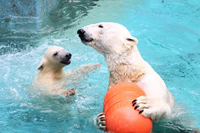 2012年１月２日に一眼レフデビューしてまもなく、レッサーパンダがきっかけで動物園にハマりだした私ですが、ホッキョクグマの魅力は、しばらくピンときませんでした。<br />きっかけは、秋田の男鹿水族館GAOで2012年12月４日に生まれ、2013年から公開されたミルクちゃん、そしてそのお母さんのクルミちゃんです。<br />正確には、その親子の様子を楽しく紹介してくれた、男鹿水族館のブログのおかげでした。<br />そしていつか、ホッキョクグマの子が見たいと思うようになりました。<br /><br />なので、このたび天王寺と福知山の関西遠征を、今でなきゃ、と決意したきっかけは、天王寺動物園のホッキョクグマのモモちゃんなのです。<br />子グマの成長は早いですから。<br /><br />でも、大混雑の中で見学することを考えると気がめいるので、見に行くのは、公開開始後しばらくして、少し落ち着いた頃でいいと思っていました。<br />なので、この６月の平日に会いに行くことにしました。<br />地元の人いわく、そろそろみんな子グマに飽き始めたので（苦笑）、見学者がめっきり減ったそうです。<br />おかけで、見学者は１列にまばらにしかいなくて、じっくり見ていられました@<br /><br />モモちゃんは、公開当時から旅行記やブログなどて写真を見ていたので、それに比べるとだいぶ大きくなっていましたが、やんちゃ盛りでした。<br />まだ生後６ヶ月ちょいなので、ちゃんと子グマでした。<br />開園後、朝一番で見に行ったのですが、モモちゃんとバフィン母さんはプールで楽しそうに遊んでいました。<br />モモちゃんは、プールで遊ぶだけでなく、氷山を模した展示場を元気よく駆けずり回っていました。<br />走っている最中、つるっ、つるっと足をすべらせるところが、チョー可愛かったですが、もう慣れたのか、転びはしませんでした。<br />バフィン母さんも、朝一では、オレンジのブイで楽しそうに遊んでいる姿がバッチリ見られました。<br /><br />午前中、母子が遊んでいるとき、モモちゃんは思ったほどお母さんに絡まず、１人で遊んでいましたが、昼のイッちゃんとの交代前の時間帯は、ママに甘えている姿も見られました。<br /><br />そして午後の交代後に現れた、ロシアからやってきた新顔のシルカちゃん、こと、イッちゃん。<br />すでに成獣並みに大きく、まるまるしていたイッちゃんですが、モモちゃんにひけをとらないくらい、可愛らしかったです！<br />まだ若いからか、毛並みはつやつや。<br />よく顔を上げて、無邪気そうな表情をたくさん見せてくれて、しぐさがいちいち女の子らしくて可愛らしかったです。<br />イッちゃんは、おもちゃで遊ぶよりは、頭をふりながら後ずさりするのが好きらしく、その姿に笑えました。<br />後ずさりは何度も何度も繰り返していたので、ストレスからくる常同行動かな、と心配になりましたが、ホッキョクグマ好きの常連さんの話を小耳にはさんだ限りでは、そこまででもなさそうでした。<br /><br />＜２泊２日の関西遠征レッサーパンダのキャラ・メル兄弟詣の旅行記のシリーズ構成＞<br />□（１）品川前泊編：品達ラーメンで夕食をとった東急イン品川駅高輪口の前泊から東海道新幹線で新大阪への移動まで<br />□（２）天王寺編：御堂筋線動物園前駅から動物園へ＆初めての天王寺動物園いろいろ<br />□（３）天王寺編レッサーパンダ特集：埼玉からお婿に行ったメルくんと７才年上の姉さん女房のシュウナちゃん早くも同居開始！<br />■（４）天王寺編ホッキョクグマ特集：会いたかったよ、子グマのモモちゃんとバフィン母さん＆妙に可愛らしかったイッちゃん<br />□（５）天王寺編：ネコ科の猛獣やアフリカサバンナの動物たちの他、メガネグマや鳥の楽園などその他の動物たち<br />□（６）天王寺編：新世界で串カツ・デビュー＆ちょっくら通天閣<br />□（７）福知山編：前泊のアールイン福知山ホテル＆サイクリングで福知山動物園へ＆福知山みやげの物色<br />□（８）福知山編：きさくでアットホームな飼育員さんたちがいる動物園～手のひらサイズのミニブタっ子や園長さんが育てたシロテテナガザルのモモタくんなど<br />□（９）福知山編レッサーパンダ特集：埼玉からお婿に行ったキャラくんと徳島で会ったしらたまちゃんと再会！<br />□（10）福知山編：動物園のあいまに三段池公園や福知山城をちょっくら観光<br /><br />＜タイムメモ＞<br />2015年６月５日（金）<br />05:10　起床<br />05:40　東急イン品川駅高輪口ホテルをチェックアウト<br />（無料の朝食は７時からなので食べられず）<br />06:07　品川発のぞみ１号博多行きに乗車<br />08:22　新大阪駅に到着<br />08:40頃　新大阪駅発の地下鉄御堂筋線なかもず行きに乗車<br />09:00頃　動物園前駅に到着<br />09:35　天王寺動物園に入園<br />（09:30　開園）<br />09:45-10:20　ホッキョクグマ（バフィン＆モモ母子）<br />10:30-11:30　レッサーパンダ<br />11:30-11:45　中国オオカミ・アムールトラ<br />（11:30頃から雨がぱらつく）<br />11:45-12:00　ネコ科の猛獣・猛禽類・ムフロン<br />12:05-12:40　アフリカサバンナの動物たち<br />12:50-12:55　アジアゾウ<br />12:55-13:10　ランチ休憩<br />13:10-13:40頃　ホッキョクグマ（バフィン＆モモ母子）<br />13:40頃-14:25　ホッキョクグマ（イッちゃん）<br />（大雨が降った時間帯）<br />14:25-14:30　メガネグマ<br />14:30-14:40　鳥の楽園<br />14:55-15:05　コアラ館・夜行性動物舎<br />15:15-16:40　レッサーパンダ<br />（通常16:30でバックヤードへ）<br />17:00　天王寺動物園を出る<br />17:10-18:00　串かつ「だるま」で夕食<br />18:10-18:50　通天閣<br />19:45頃　JR大阪駅到着<br />（間違えてJR新今宮駅から難波まで余計な往復した後）<br />20:12　大阪駅発特急こうのとり23号に乗車<br />22:00頃　福知山駅に到着<br />（定刻だと21:55到着）<br />22:05　アールイン福知山ホテルにチェックイン<br /><br />天王寺動物園の公式サイト<br />http://www.jazga.or.jp/tennoji/<br /><br />※これまでの動物旅行記の目次を作成しています。随時更新しています。<br />「動物／動物園と水族館の旅行記～レッサーパンダ大好き～　目次」<br />http://4travel.jp/travelogue/10744070<br />