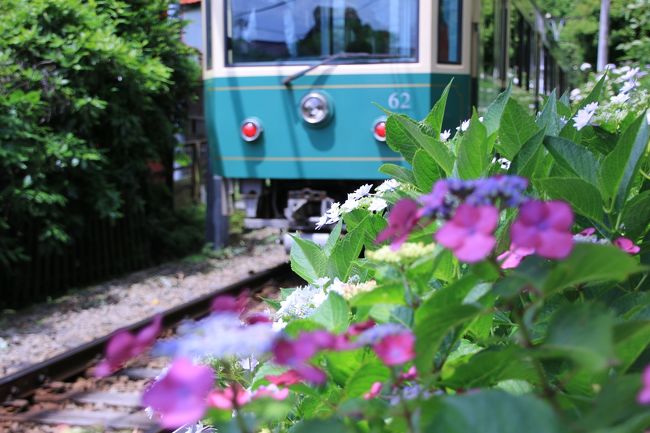 鎌倉の我が家の周りには四季折々の風景を楽しませてくれる場所がたくさんあります。6月の風物詩、紫陽花の風景もそのひとつ。今年の花はどんな表情を見せてくれるでしょうか。<br />関東も梅雨入りしましたが、晴れた日を狙って有名処の紫陽花を見てきました。<br /><br />※ちなみに参道が紫陽花に埋め尽くされることで人気の成就院、今年株の植替えをしたそうで残念ながら花は見られません。3年間おあずけとのことです。<br /><br />ということで、今回は長谷寺～御霊神社～光則寺～鎌倉文学館～明月院を廻ってきました。