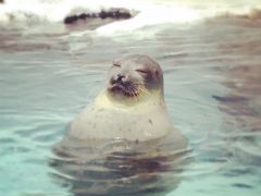 大阪の堂島ホテルと海遊館