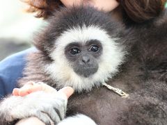 ２泊２日の関西遠征～レッサーパンダのキャラ・メル兄弟に会いたくて大阪・天王寺と京都・福知山へ（８）福知山編：きさくでアットホームな飼育員さんたちがいる動物園～手のひらサイズのミニブタっ子や園長さんが育てたシロテテナガザルのモモタくんなど