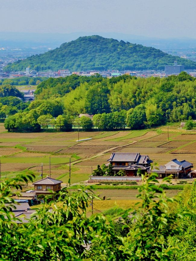 甘樫丘（あまかしのおか）は、奈良県高市郡明日香村豊浦にある丘陵のこと。<br />標高148mの、東西数百m、南北1kmほど広がる丘陵である。丘全体が国営飛鳥歴史公園甘樫丘地区となっている。丘の北側には甘樫丘展望台、南側には河原展望台が整備されており、明日香村内や橿原市内の大和三山や藤原京などの風景を望むことができる。散策路は万葉集などで歌われた植物が植えられた「万葉の植物園路」が整備されている。<br /><br />古くは日本書紀などにも記述が見られ、誓盟の神（甘樫坐神社）が鎮座し允恭天皇の時に盟神探湯（くかたち）が行われた。大化の改新以前には蘇我蝦夷と蘇我入鹿の親子が権勢を示すために丘の麓に邸宅を構えていたという。　（フリー百科事典『ウィキペディア（Wikipedia）』より引用）<br /><br />甘樫丘　については・・<br />http://www.pref.nara.jp/18235.htm<br />http://www.asukabito.or.jp/sansaku/2008/01/post-21.html<br />http://www.bell.jp/pancho/asuka-sansaku/amakasino-oka.htm<br /><br />明日香レンタサイクル　については・・<br />http://www.k-asuka.com/<br />http://www.asukamura.jp/kids/model_course-cycle.html<br /><br />明日香村（あすかむら）は、奈良県の中央部に位置する村である。中央集権律令国家の誕生の地である事から飛鳥時代の宮殿や史跡が多く発掘されている事で知られ、「日本の心の故郷」とも紹介される。　まわりを丘や山に囲まれた小さな盆地に位置する。　（フリー百科事典『ウィキペディア（Wikipedia）』より引用）<br /><br />明日香村については・・<br />http://www.asukamura.jp/