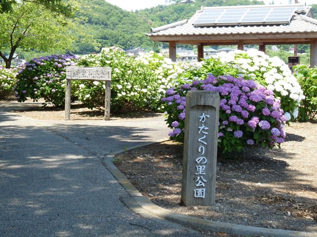 太田市の丸山は、カタクリの群生地として有名です。<br />そして、隣接する「かたくりの里公園」は、梅雨時になるとアジサイに彩られます。<br /><br />この日のアジサイの咲き具合は、ちょうど見頃だったので、写真を載せておきます。