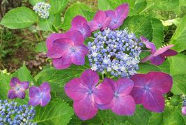 2015梅雨、三河の紫陽花：本光寺(2/4)：額アジサイ、西洋アジサイ、柏葉アジサイ